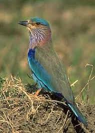 Wildlife Of Karnataka Wikipedia It is home to many reptilian fauna and the richest in kerala in terms of the number of species. wildlife of karnataka wikipedia