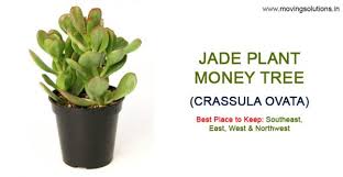 There are a few key places where you can set a jade plant. 12 Vastu Plants Feng Shui Plants To Defend Your Home Against Evil Eyes