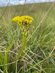 Image result for Craterostigma nummulariifolium