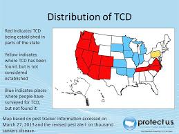 Thousand Cankers Disease Ppt Download