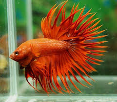 Bff92c2cdcbe52e7fb4954db3fc51256 Jpg 749 657 Betta Fish Types Betta Fish Betta