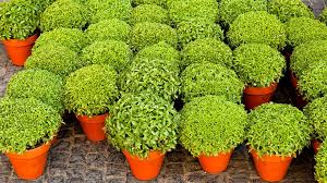 Casa da ciência, planetário, manjerico, são joão e braga. A Verdadeira Historia Do Manjerico Rfm