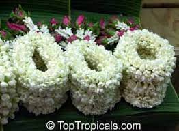 Environmental Challenges Of The Rp Sampaguita Flower Jasmine Flower Flower Pictures Fragrant Flowers