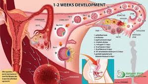 Pin On Pregnancy Birthing Breastfeeding All Things Baby