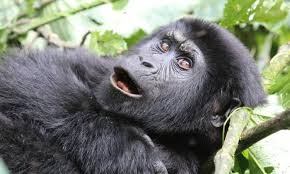 Image result for Brazzeia longipedicellata