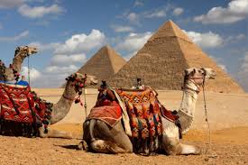 Image result for camels in the arabian peninsula