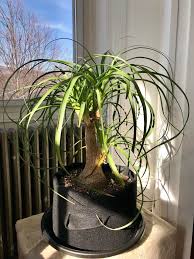 Table of contents why plant indoor palm trees? How Often Should I Water My Ponytail Palm Indoorgarden