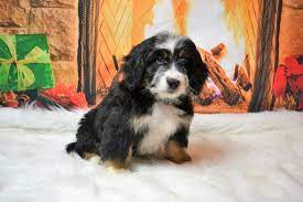 We still have some puppies from angie available contact us with any questions or click here to make a deposit. Best Bernedoodle Breeders In New Jersey 2021 Top 4 Picks