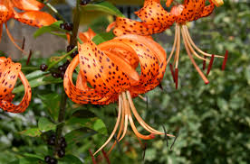 Tiger lilies are one of the oldest cultivated flowers in the world. Tiger Lily Plant Care Growing Guide