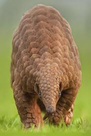Wildness Pangolins Strange Animals Weird Animals Unusual Animals Indian Pangolin