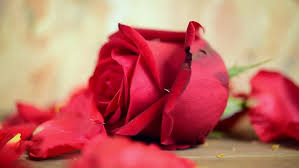 Roses are not my favorite flower, but there are so many different types and colors that you can't help but be captivated. Red Rose Flower Nature Beautiful Stock Footage Video 100 Royalty Free 1006954615 Shutterstock