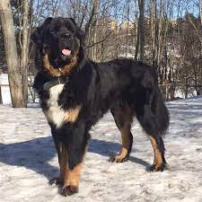 Check spelling or type a new query. The Newfoundland The Only Guide You Ll Need To This Brave Sweet Giant Animalso