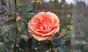 Light pink and white rose signify the ideas of happiness and joy, along. Orange Roses Top 10 Rose Varieties In Warm Orange