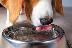 It is one of the toughest decisions any pet owner has ever to make. Cushing S Disease In Dogs American Kennel Club