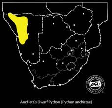 Image result for Dissotis anchietae