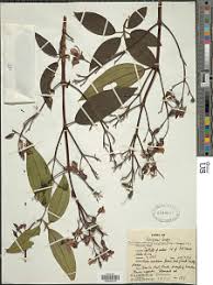 Image result for Dichaetanthera corymbosa