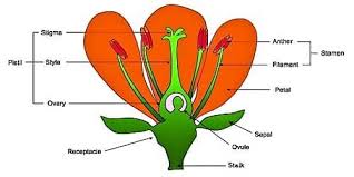 Maybe you would like to learn more about one of these? Different Parts Of Flower Qs Study