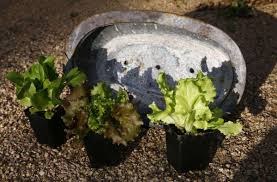 Mulch to retain moisture and suppress weeds (unless slugs are a. Salad Bowls Grow Lettuce In Containers