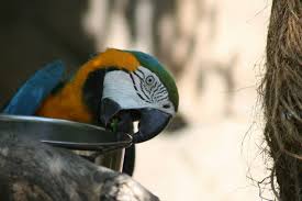 Alimentos Prohibidos Para Los Loros Blog Mascotea