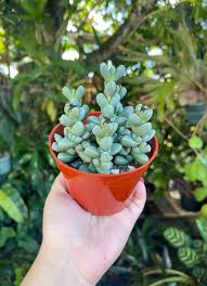 Image result for Schoenoxiphium lehmannii