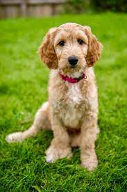 Our cockapoos are 1st generation crossbred, that is both parents are purebred within their breed, generally the poodle is the sire and the cocker spaniel is the dam. Cockapoo Puppies For Sale Ireland Iubdvmcorner