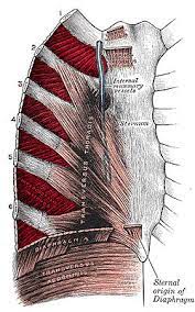 Flexibility is the ability to stretch a joint to the limit of its range of movement, aka how joints can and cannot move. Intercostal Muscles Wikipedia