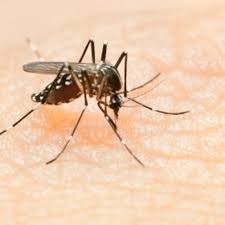 With routine visits and skillful application, you won't have to worry about an outbreak taking over your keeping parks pest free for all new yorkers. Rest Easy Pest Control 13 Photos 13 Reviews Pest Control 40 Glen St Glen Cove Ny Phone Number