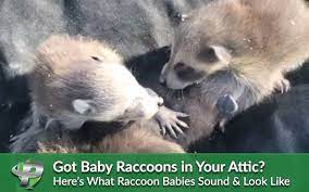 We did not find results for: Got Baby Raccoons In Your Attic Here S What They Look Sound Like Pest Protection Plus
