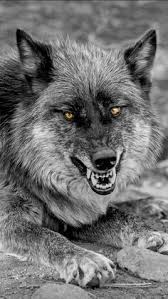 Black And Brown Wolf Followme Handicraftmaking Diy Beautiful Wolf Crafts Activities Gifts Decor Handmade Wolves Decorations Prints For Walls Fantasy Wolf Wolf Dog Wolf Pictures