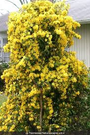 Image result for Gelsemium