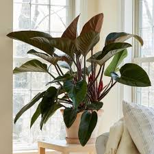 Philodendron Congo Rojo Philodendron Plant Big Indoor Plants Philodendron