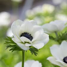 Image result for Anemone transvaalensis