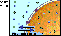 • the turgidity of plant cells help support the cell. Cells Tonicity Pathwayz