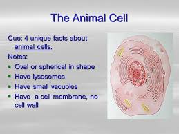 Structure of an animal cell and a plant cell vacoule comparison of plant cell and animal cell comparison of plant cell and animal cell sl.no. Parts Of Plant And Animal Cells Structure And Function Ppt Video Online Download