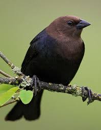 Birds Native To Oklahoma Pin On Birdwatching Tips