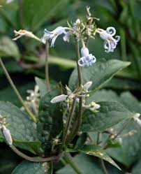 Image result for Clematis uhehensis