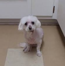Since its inception in 1993, thousands of animals have been placed into loving, permanent homes. Dog For Adoption Daisylu Fl A Maltese In Gainesville Fl Petfinder