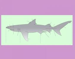 Every time you play fto's daily trivia game, a piece of plastic is removed from the ocean. Shark Anatomy Quiz