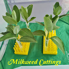 5 Ways To Prepare Monarch Caterpillar Food With Milkweed Cuttings In 2020 Butterfly Cage Raising Butterflies Monarch Caterpillar