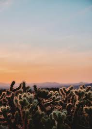 Check spelling or type a new query. Hd Wallpaper Cactus Desert Wilderness Spiny Evening Joshua Tree National Park Wallpaper Flare
