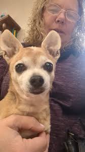 Hi all! I just wanted to introduce myself and share a photo I took of my 7  year old daughter, Bella! We have 3 girls, all rescues. When Bella was 6  months