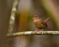 More than 870 spectacular photographs of relevant plumages and birds in flight top birding sites in the pacific northwest Pacific Northwest Page 7 The Bird Nerd