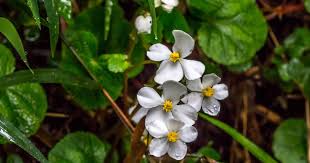 Image result for Nidorella auriculata