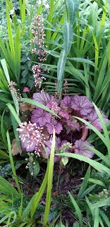 Check spelling or type a new query. 7 Plants With Dark Foliage To Add Contrast To Your Garden Dengarden