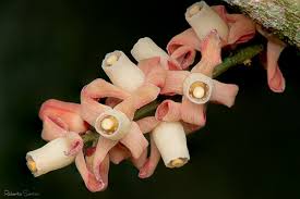 Image result for Lovoa swynnertonii