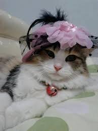 Check spelling or type a new query. Fakta Menarik Kucing Hive