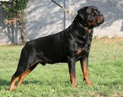 Top 10 Most Expensive Dogs In The World Topteny Com Expensive Dogs Rottweiler Dogs