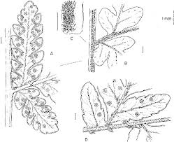 Image result for Megalastrum lanuginosum