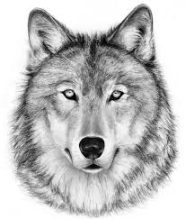 Impression Jet D Encre Dessin Au Fusain De Loup Loup Decor Noir Et Blanc Art Wall Decor Faune Et Flore Foret Bois Animal Realisme Charcoal Drawing Wolf Decor Animal Drawings