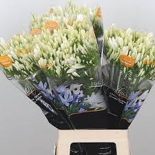 Agapanthus Bianca Perla 65cm